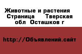  Животные и растения - Страница 4 . Тверская обл.,Осташков г.